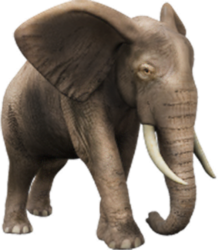 Elefante