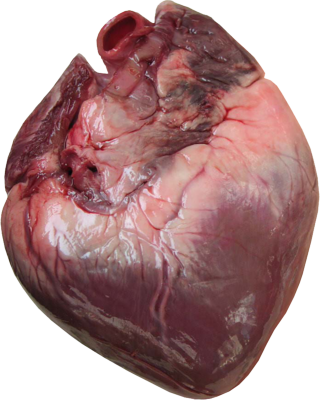PSD Detail | HUMAN HEART | Official PSDs