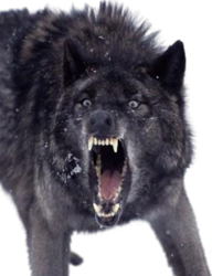 Growling Black Wolf (PSD) | Official PSDs