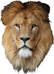 Lion Head (PSD) | Official PSDs