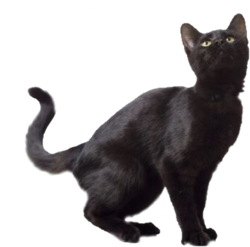 Black Cat (PSD) | Official PSDs