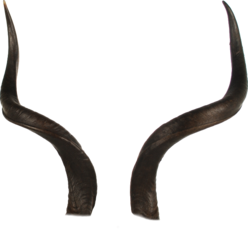 Horns (PSD) | Official PSDs