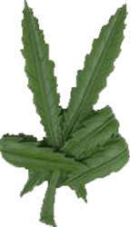 Cannabis Leaf (PSD) | Official PSDs