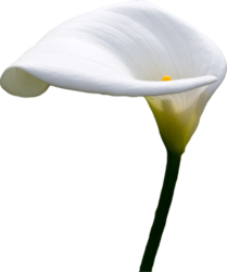 Calla Lilly (PSD) | Official PSDs