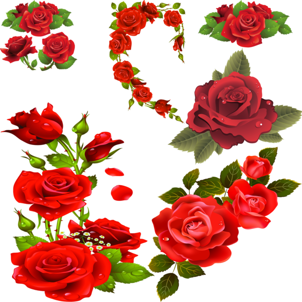 Roses Psd Official Psds