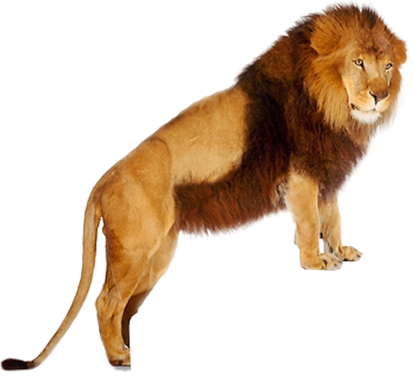 Lion (PSD) | Official PSDs