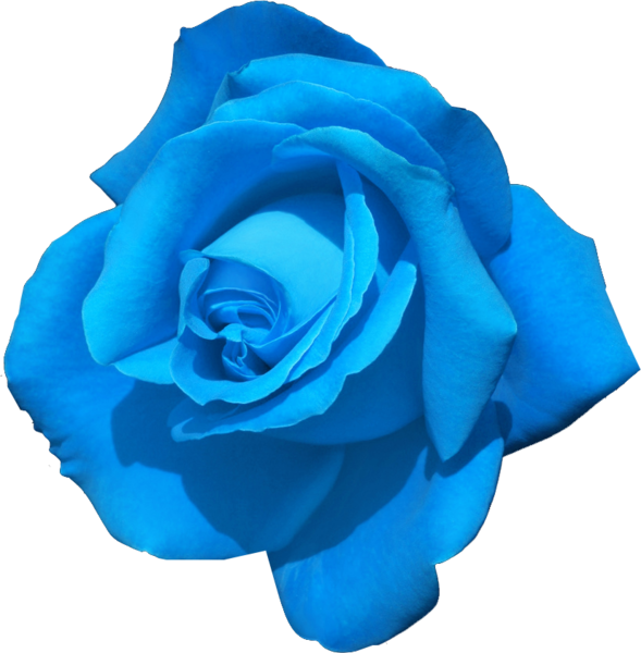 Rose (PSD) | Official PSDs