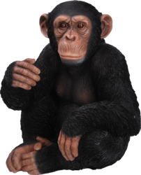 Chimpanzee (PSD) | Official PSDs