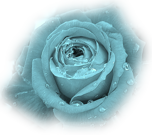 Blue Rose (PNG) | Official PSDs