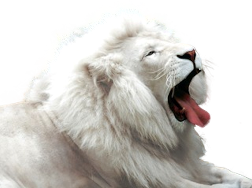 Lion (PSD) | Official PSDs