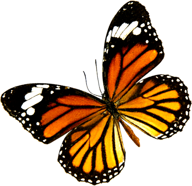 Butterfly (PSD) | Official PSDs