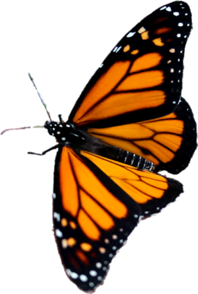 Butterfly (PSD) | Official PSDs