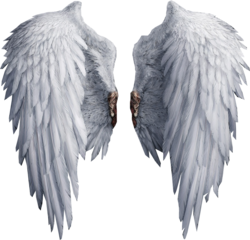 Angel Wings (PSD) | Official PSDs