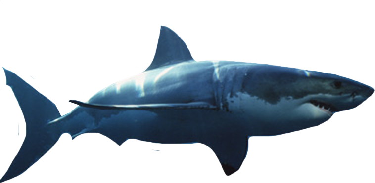 Great White Shark (PSD) | Official PSDs