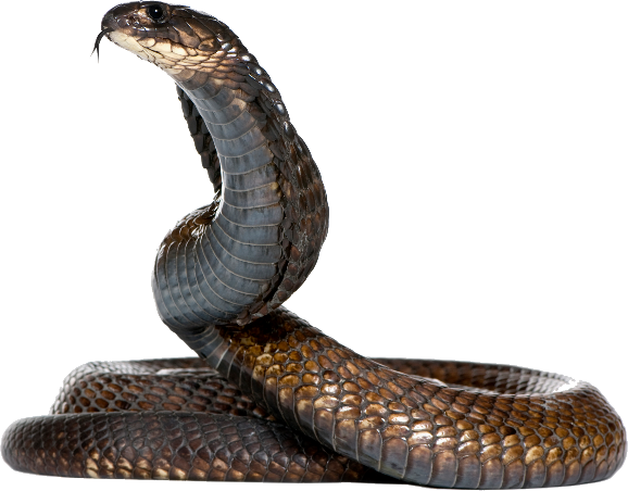 Página 3  PSD Dice Snake, 6.000+ modelos PSD grátis de alta qualidade para  download