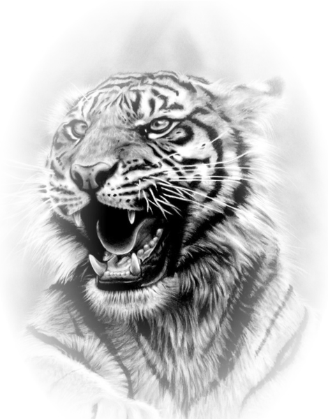 Tiger Misted (PNG) | Official PSDs