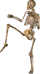 Halloween Skeleton 03 (PSD) | Official PSDs