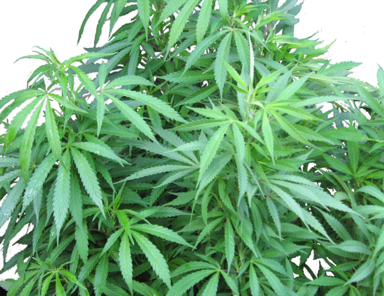 Download Marijuana Plant Psd Official Psds