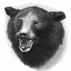 Bear (PSD) | Official PSDs